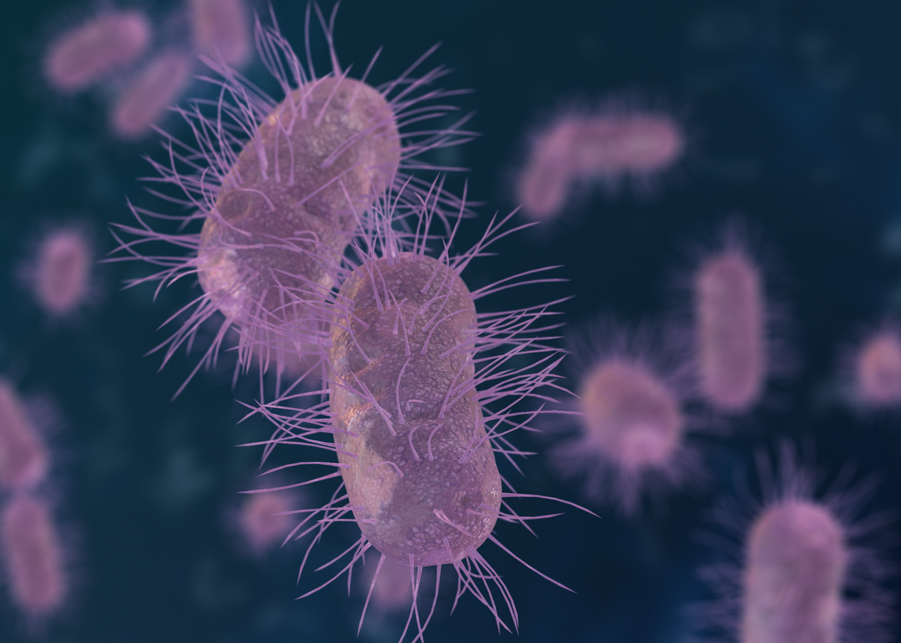 bacteria